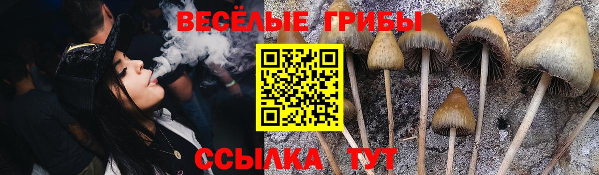 Шали  Галлюциногенные грибы GOLDEN TEACHER  цены   Вход с VPN 